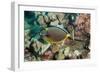 Orangespine Surgeonfish-Michele Westmorland-Framed Photographic Print