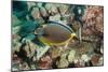 Orangespine Surgeonfish-Michele Westmorland-Mounted Photographic Print
