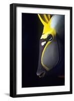 Orangespine Unicornfish, Naso Lituratus, Close-Up-Jeff Rotman-Framed Photographic Print