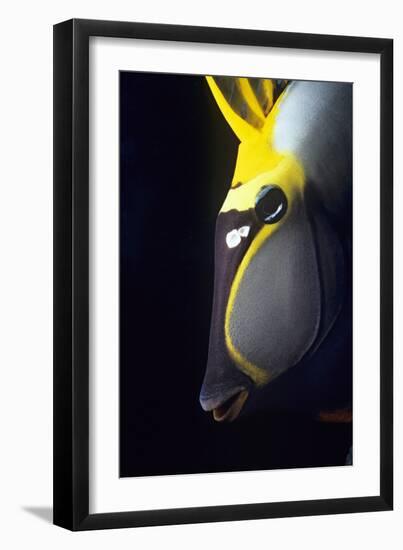 Orangespine Unicornfish, Naso Lituratus, Close-Up-Jeff Rotman-Framed Photographic Print