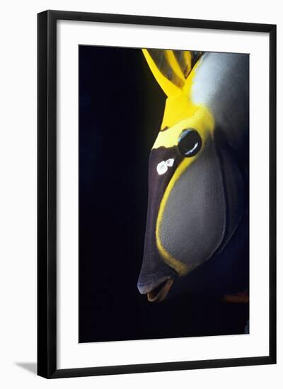 Orangespine Unicornfish, Naso Lituratus, Close-Up-Jeff Rotman-Framed Photographic Print