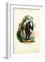 Orangoutan, 1863-79-Raimundo Petraroja-Framed Giclee Print