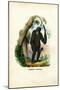Orangoutan, 1863-79-Raimundo Petraroja-Mounted Giclee Print