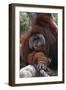 Orangoutang-null-Framed Photographic Print