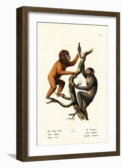 Orangutan, 1824-Karl Joseph Brodtmann-Framed Giclee Print