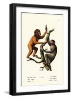 Orangutan, 1824-Karl Joseph Brodtmann-Framed Giclee Print