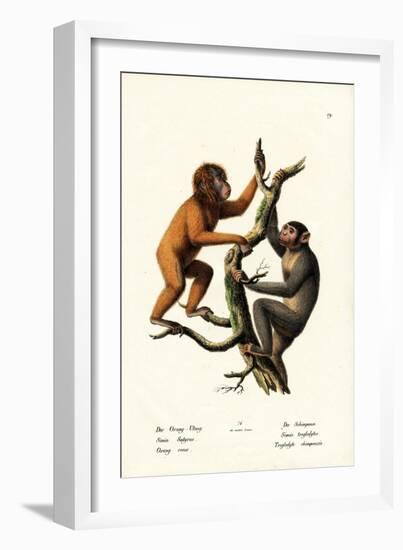 Orangutan, 1824-Karl Joseph Brodtmann-Framed Giclee Print