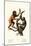 Orangutan, 1824-Karl Joseph Brodtmann-Mounted Giclee Print