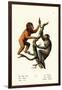 Orangutan, 1824-Karl Joseph Brodtmann-Framed Giclee Print