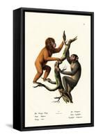 Orangutan, 1824-Karl Joseph Brodtmann-Framed Stretched Canvas