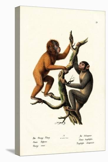 Orangutan, 1824-Karl Joseph Brodtmann-Stretched Canvas