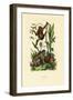 Orangutan, 1833-39-null-Framed Giclee Print