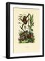 Orangutan, 1833-39-null-Framed Giclee Print