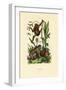 Orangutan, 1833-39-null-Framed Giclee Print
