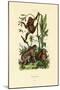 Orangutan, 1833-39-null-Mounted Giclee Print