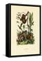 Orangutan, 1833-39-null-Framed Stretched Canvas