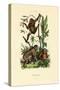 Orangutan, 1833-39-null-Stretched Canvas