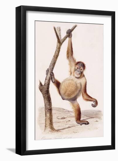 Orangutan, 1836-Edouard Travies-Framed Giclee Print