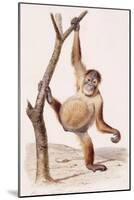 Orangutan, 1836-Edouard Travies-Mounted Giclee Print