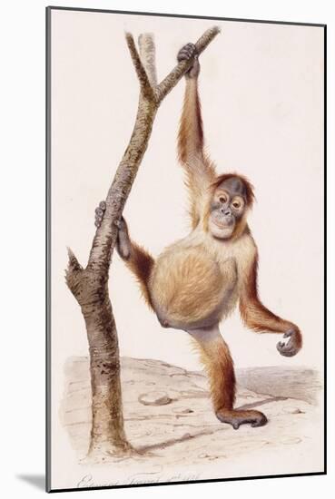 Orangutan, 1836-Edouard Travies-Mounted Giclee Print