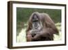 Orangutan Adult-Lantern Press-Framed Art Print