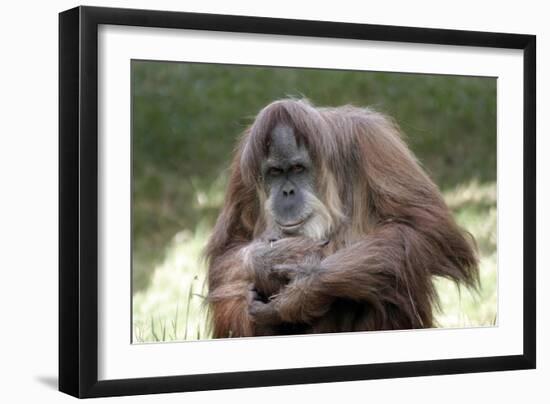 Orangutan Adult-Lantern Press-Framed Art Print