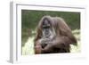 Orangutan Adult-Lantern Press-Framed Art Print