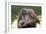 Orangutan Adult-Lantern Press-Framed Art Print