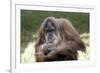 Orangutan Adult-Lantern Press-Framed Premium Giclee Print