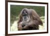 Orangutan Adult-Lantern Press-Framed Premium Giclee Print