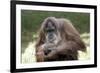 Orangutan Adult-Lantern Press-Framed Premium Giclee Print