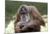 Orangutan Adult-Lantern Press-Mounted Premium Giclee Print