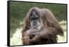 Orangutan Adult-Lantern Press-Framed Stretched Canvas