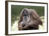 Orangutan Adult-Lantern Press-Framed Art Print