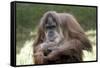 Orangutan Adult-Lantern Press-Framed Stretched Canvas