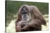 Orangutan Adult-Lantern Press-Stretched Canvas