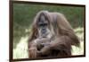 Orangutan Adult-Lantern Press-Framed Premium Giclee Print