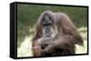 Orangutan Adult-Lantern Press-Framed Stretched Canvas