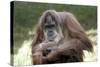 Orangutan Adult-Lantern Press-Stretched Canvas