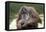 Orangutan Adult-Lantern Press-Framed Stretched Canvas