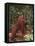 Orangutan and Baby in the Forest-DLILLC-Framed Stretched Canvas