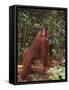 Orangutan and Baby in the Forest-DLILLC-Framed Stretched Canvas