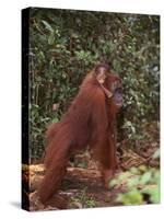 Orangutan and Baby in the Forest-DLILLC-Stretched Canvas