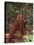 Orangutan and Baby in the Forest-DLILLC-Stretched Canvas