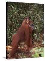 Orangutan and Baby in the Forest-DLILLC-Stretched Canvas