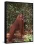 Orangutan and Baby in the Forest-DLILLC-Framed Stretched Canvas