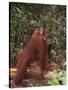 Orangutan and Baby in the Forest-DLILLC-Stretched Canvas