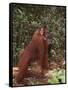 Orangutan and Baby in the Forest-DLILLC-Framed Stretched Canvas