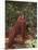 Orangutan and Baby in the Forest-DLILLC-Mounted Premium Photographic Print