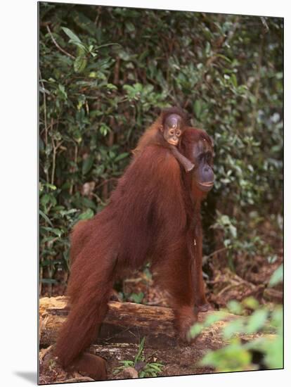 Orangutan and Baby in the Forest-DLILLC-Mounted Premium Photographic Print